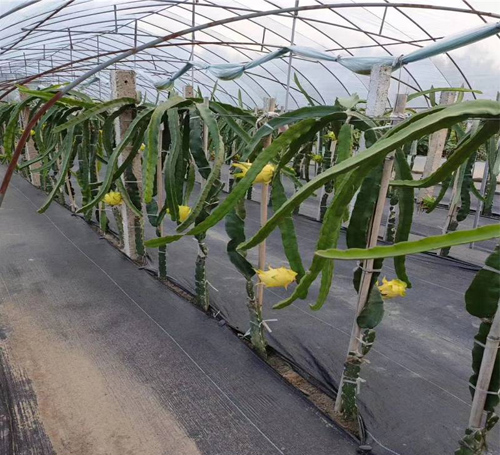 編織布(防草布) 編織布(防草布)